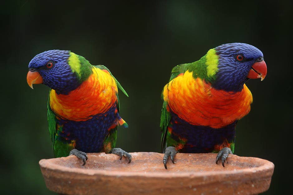 original image with parrots